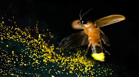 firefly esms|Reimagining the classroom in this new reality – Firefly.